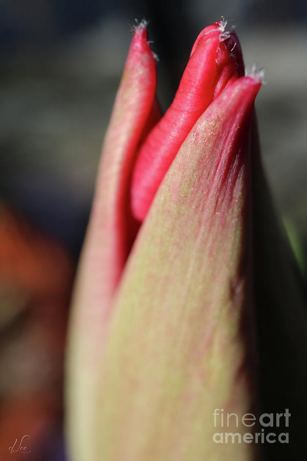 Nature Photograph - Tulip Awakening Kiss by D Lee