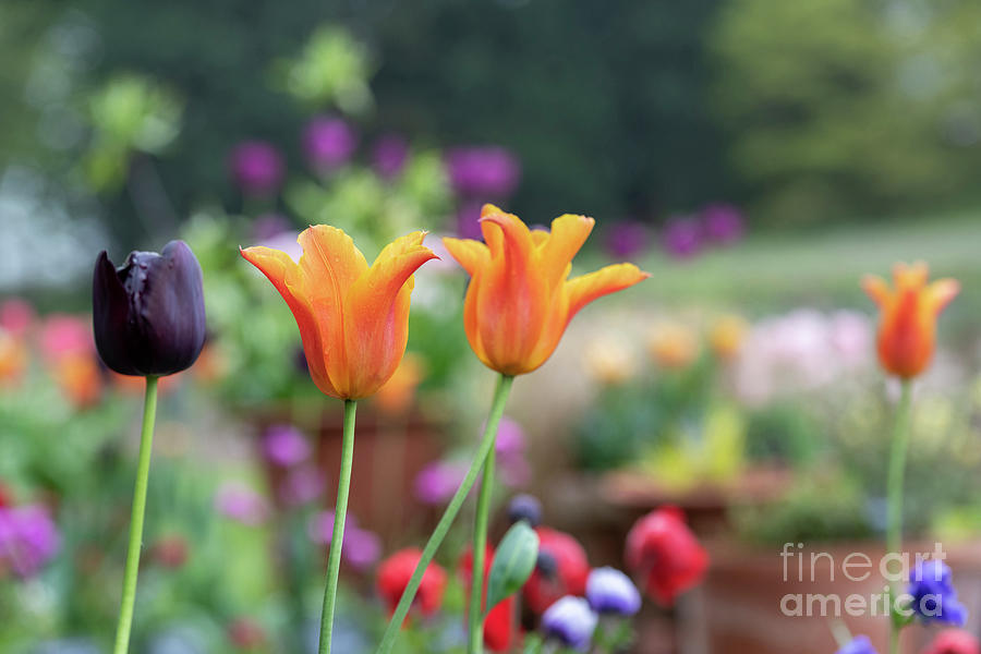 Tulip Ballerina and Tulip Queen of the Night Flowers in Spring Photograph by Tim Gainey
