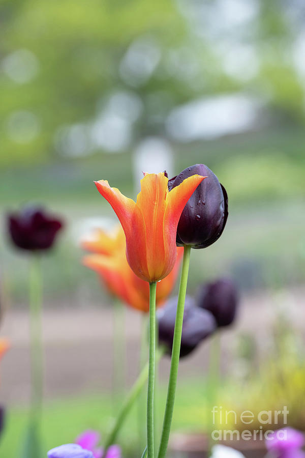Tulip Ballerina and Tulip Queen of the Night Flowers Photograph by Tim Gainey