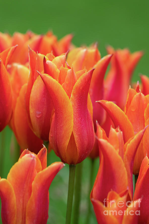Tulip Ballerina Flowers in Spring Photograph by Tim Gainey