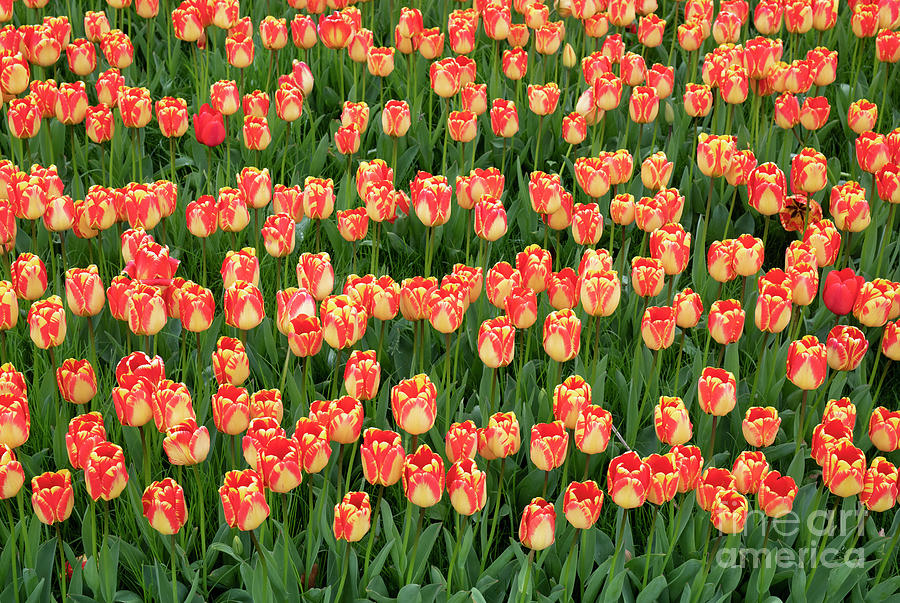 Tulip Banja Luka Flowers in an English Garden Photograph by Tim Gainey