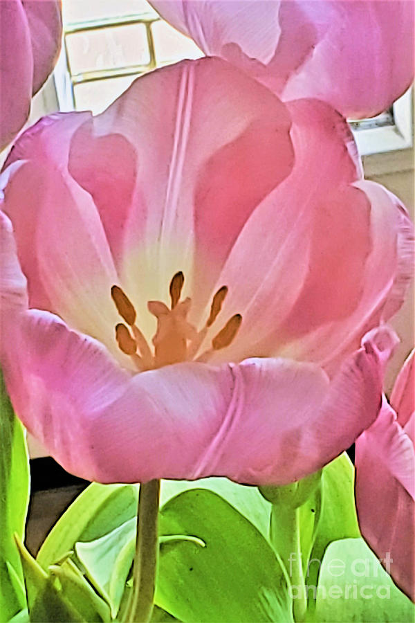 Tulip Beauty Photograph