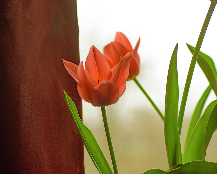 Tulip Beauty Photograph by Sue Capuano Tulip Beauty Photograph by Sue Capuano