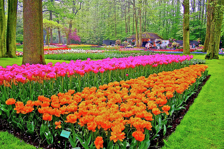 Tulip Beds in Kuekenhof Gardens, Netherlands Photograph by Ruth Hager ...