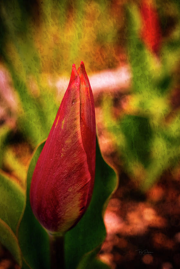 Tulip birth Photograph by Bill Posner