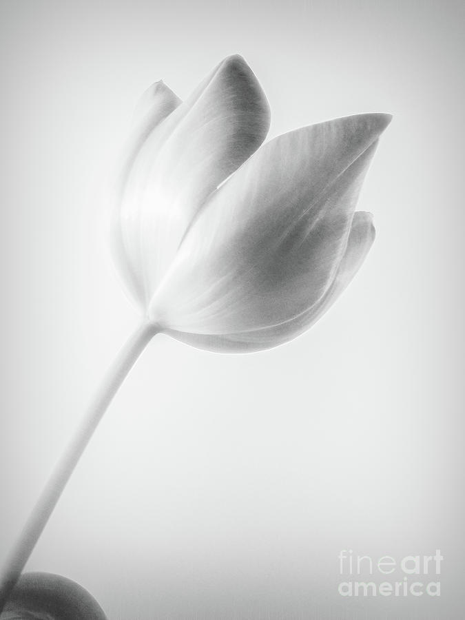 Tulip Black And White Photograph