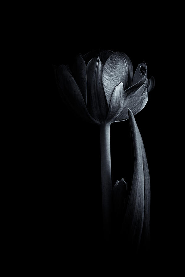 Tulip Black and White Photograph by Jolanta Zychlinska