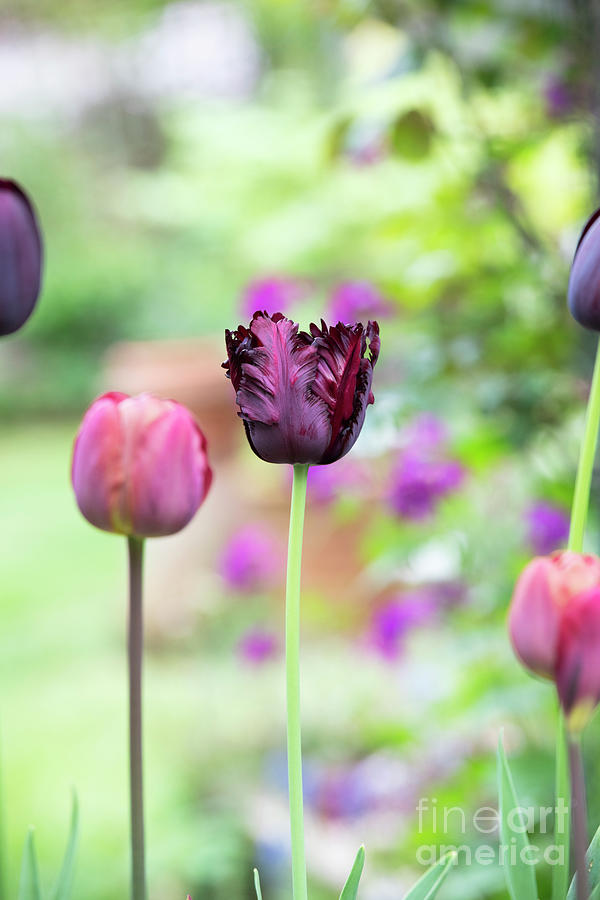 Tulip Black Parrot Photograph by Tim Gainey