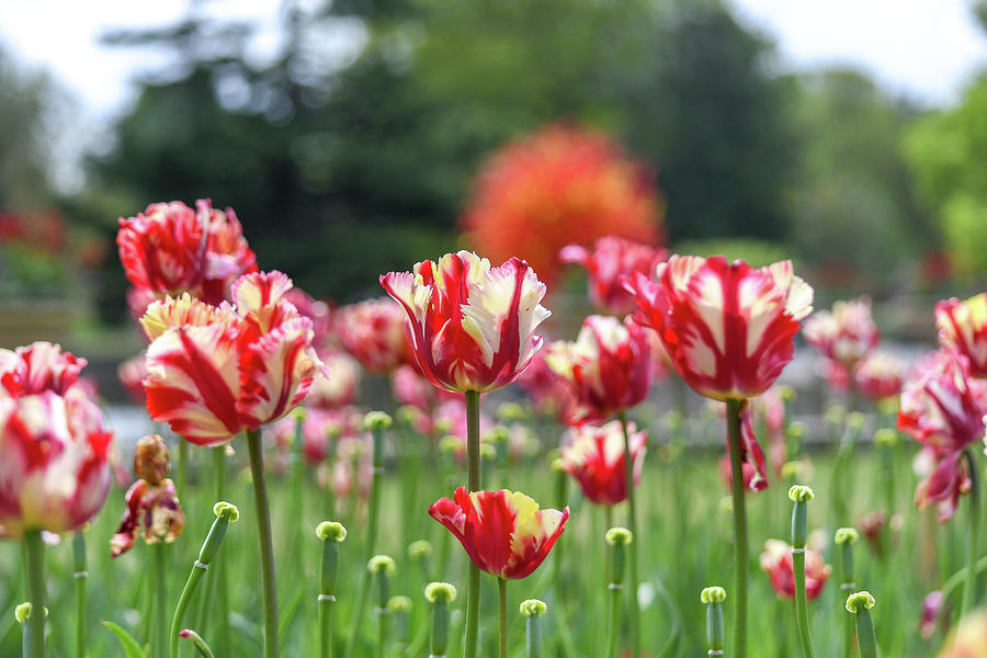 Tulip blooms in Spring Photograph by Andrew Lalchan
