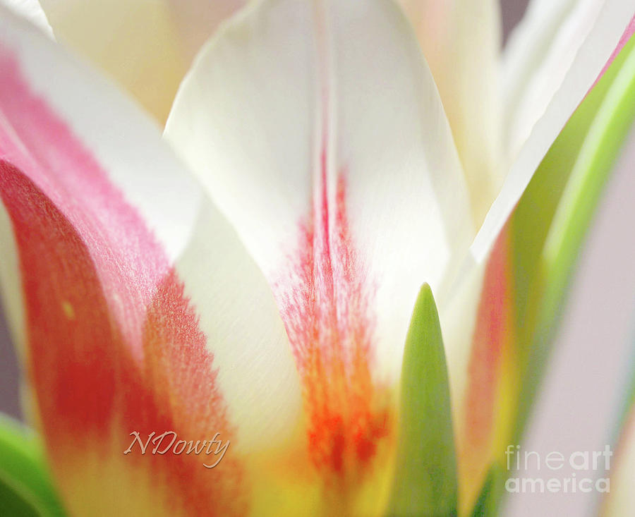 Tulip Blossom Abstract Photograph by Natalie Dowty