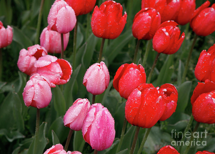 Tulip Blossoms Photograph by William Norton