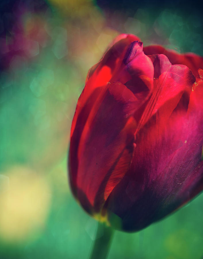 Tulip Bokeh II Photograph by Sonja Quintero | Fine Art America