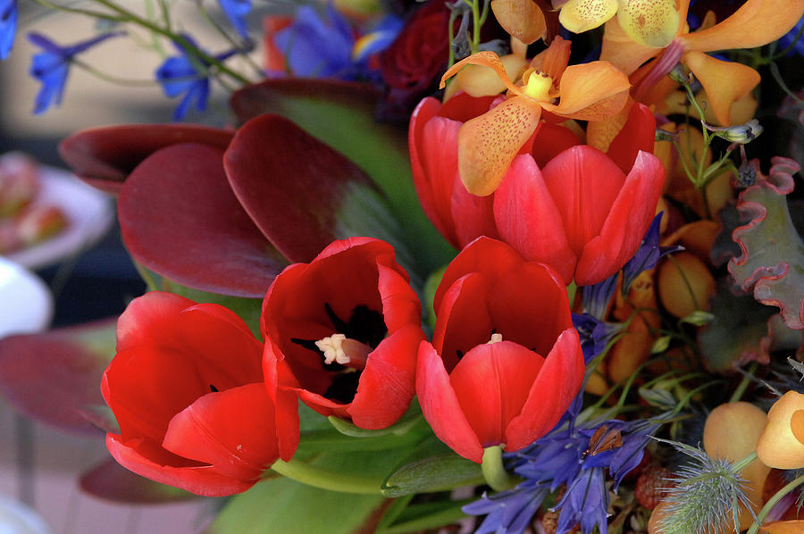 Tulip Bouquet Photograph by Bonnie Colgan