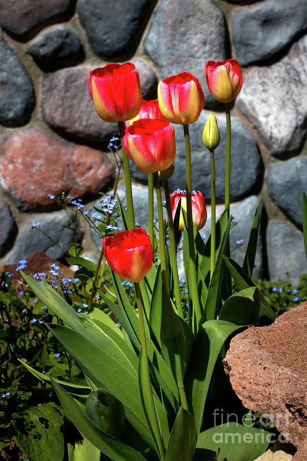 Tulip Bouquet Photograph