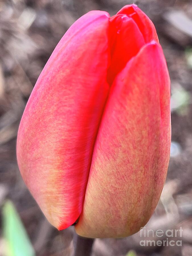 Spring Photograph - Tulip Bud for You by Inge Thomas