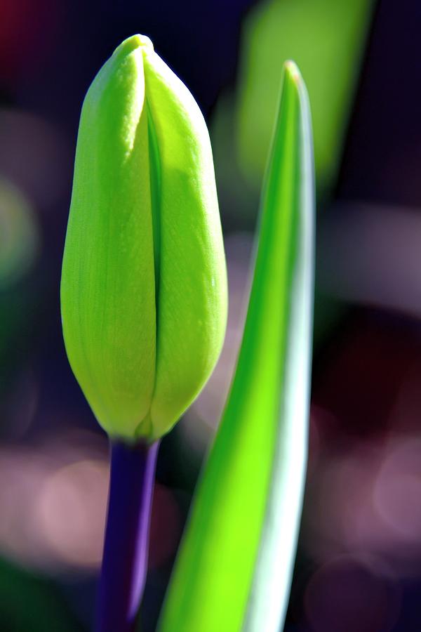 Tulip Bud Photograph by Jerry Sodorff