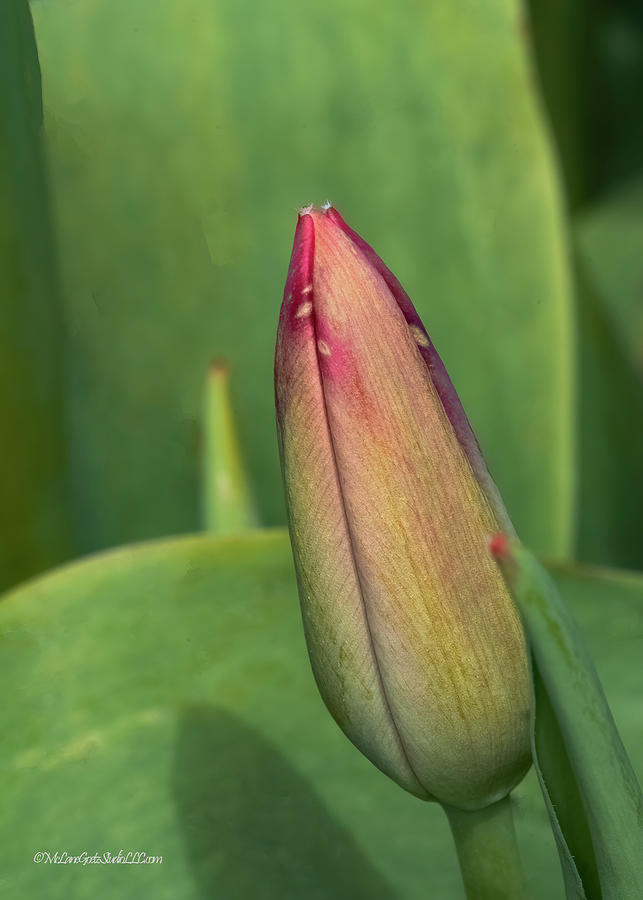 Tulip Bud Photograph