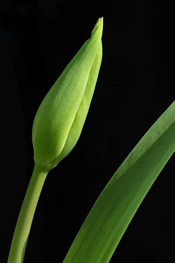Tulip Bud on Black Photograph by Karen Smale