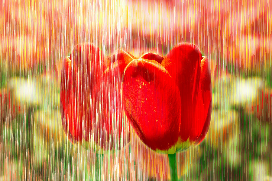 Tulip Digital Art