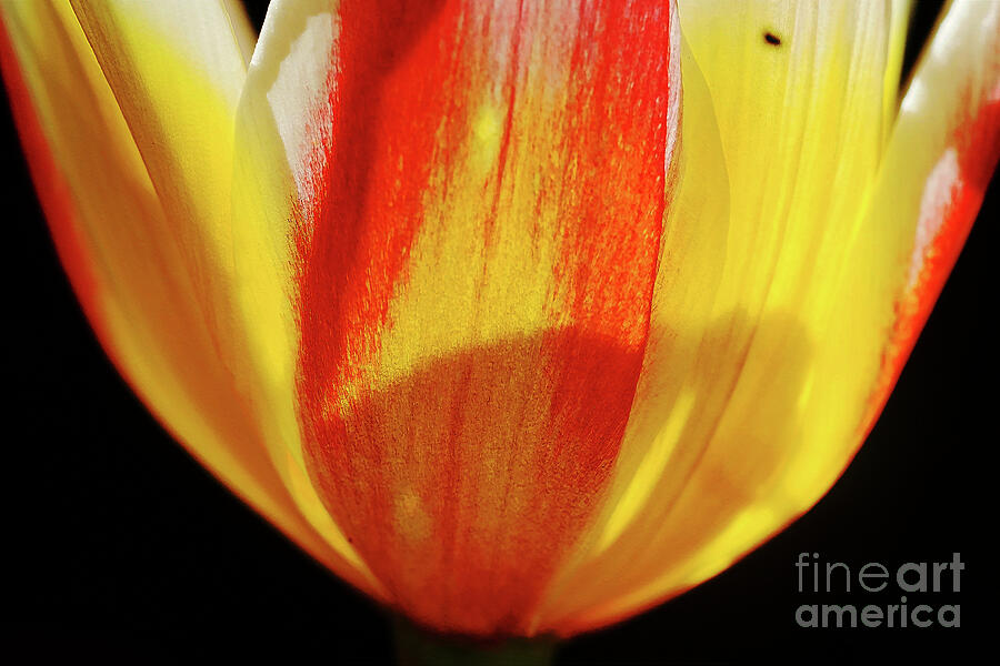 Tulip In Backlight 4 Photograph by Rudi Prott
