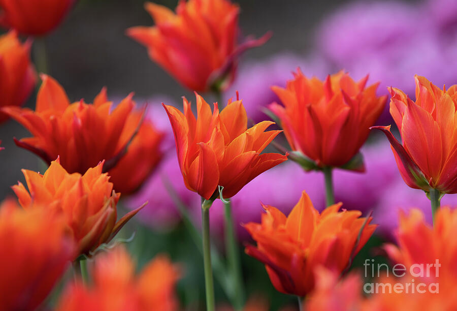 Tulip Campbell Flowers Photograph by Tim Gainey Tulip Campbell Flowers Photograph by Tim Gainey
