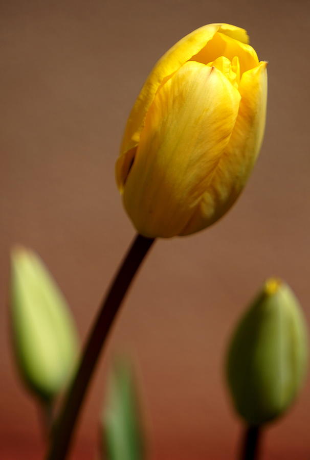 Tulip Photograph by Caryn La Greca