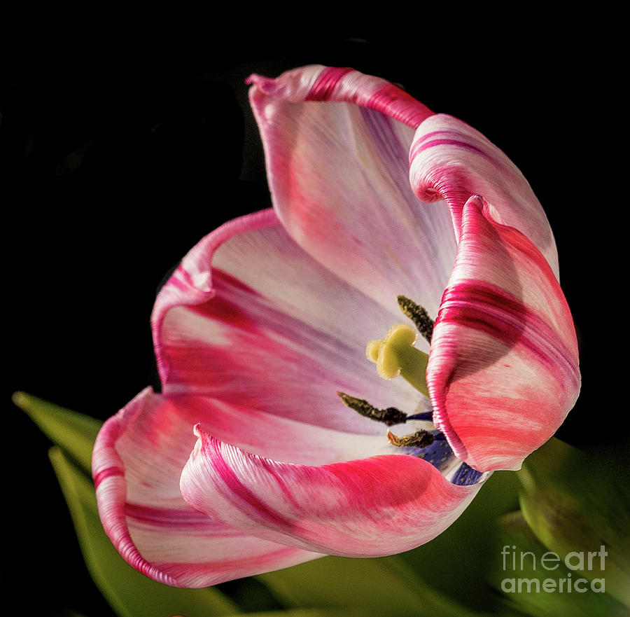 Tulip  Photograph by Cathy Donohoue