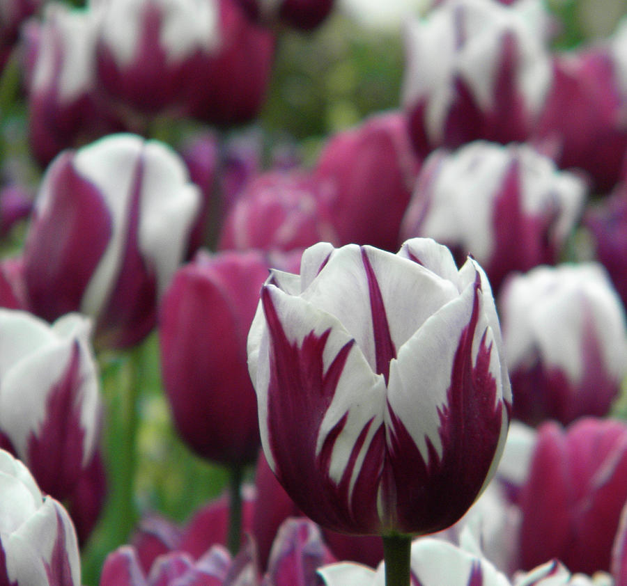 Tulip close-up Photograph by Manuela Constantin