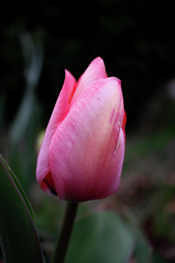 Tulip Closed - March 2024 Photograph by Joseph A Langley Tulip Closed - March 2024 Photograph by Joseph A Langley