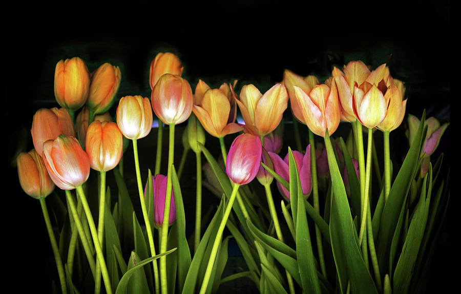 Tulip Collection  Photograph by Jessica Jenney