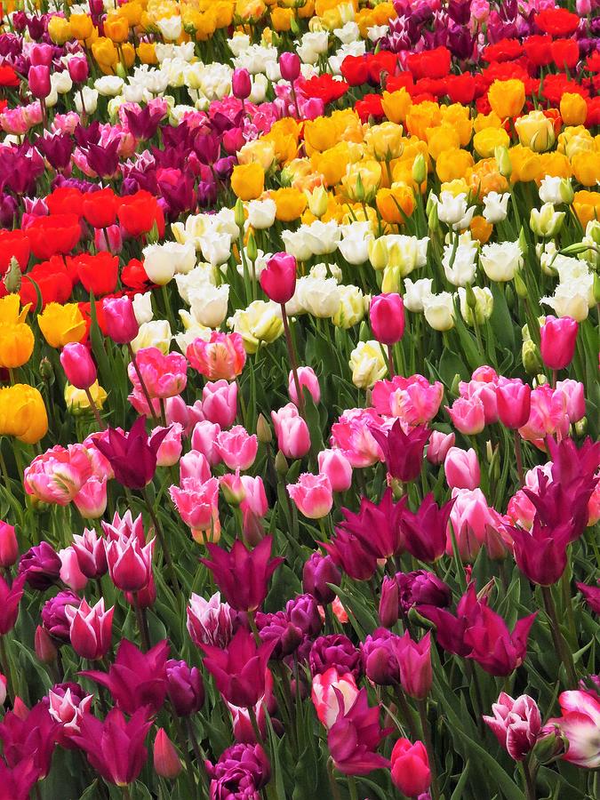Flower Photograph - Tulip Color Splash  by Lori Frisch