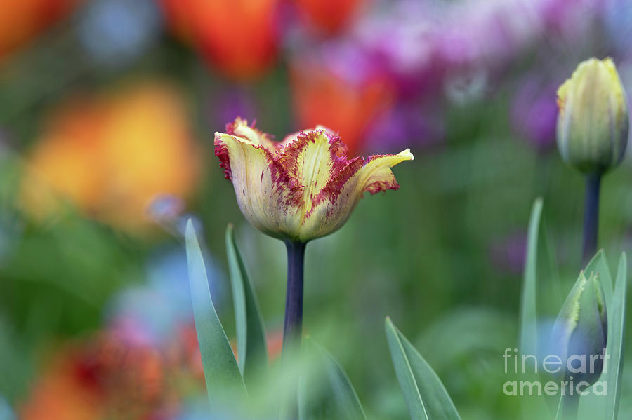 Tulip Colour Fusion  Photograph by Tim Gainey