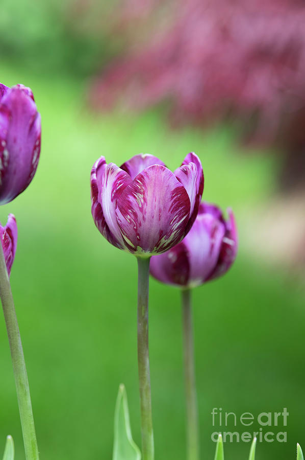 Tulip Columbine Flower Photograph by Tim Gainey