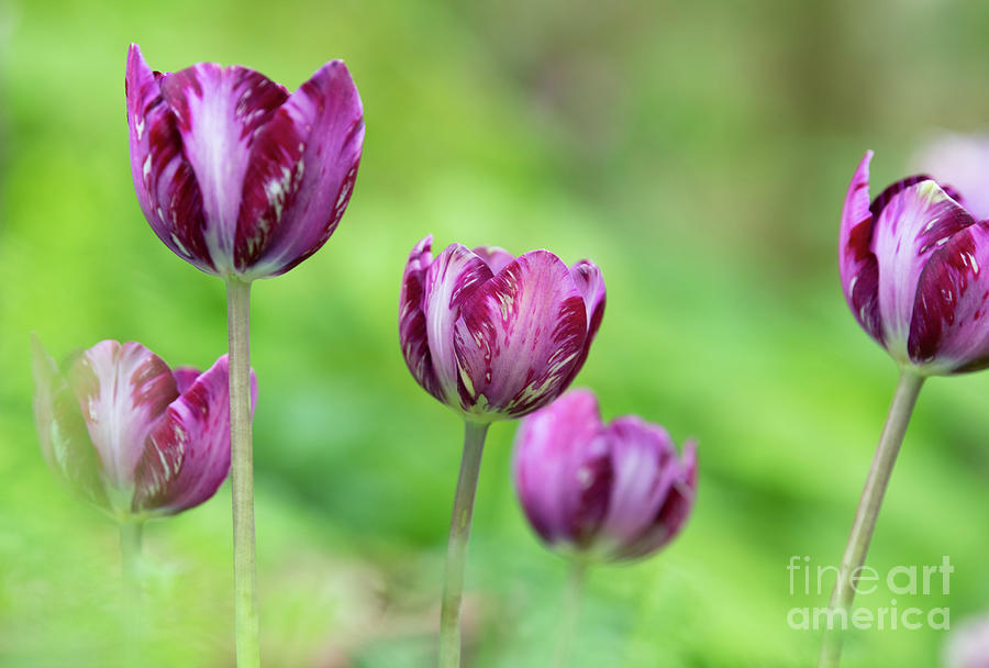 Tulip Columbine Flowering Photograph by Tim Gainey