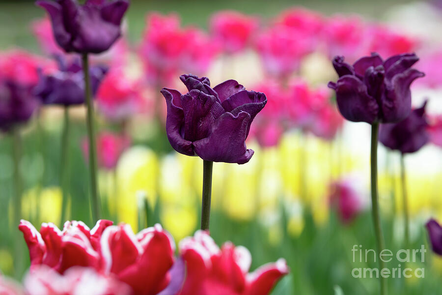 Tulip Crown of Negrita Photograph by Tim Gainey Tulip Crown of Negrita Photograph by Tim Gainey