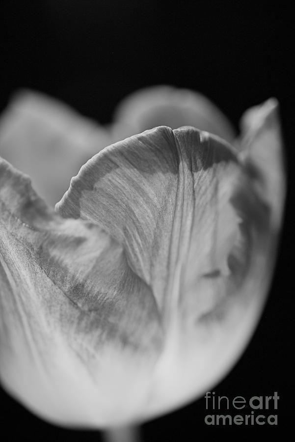 Tulip Cup Photograph by Joy Watson