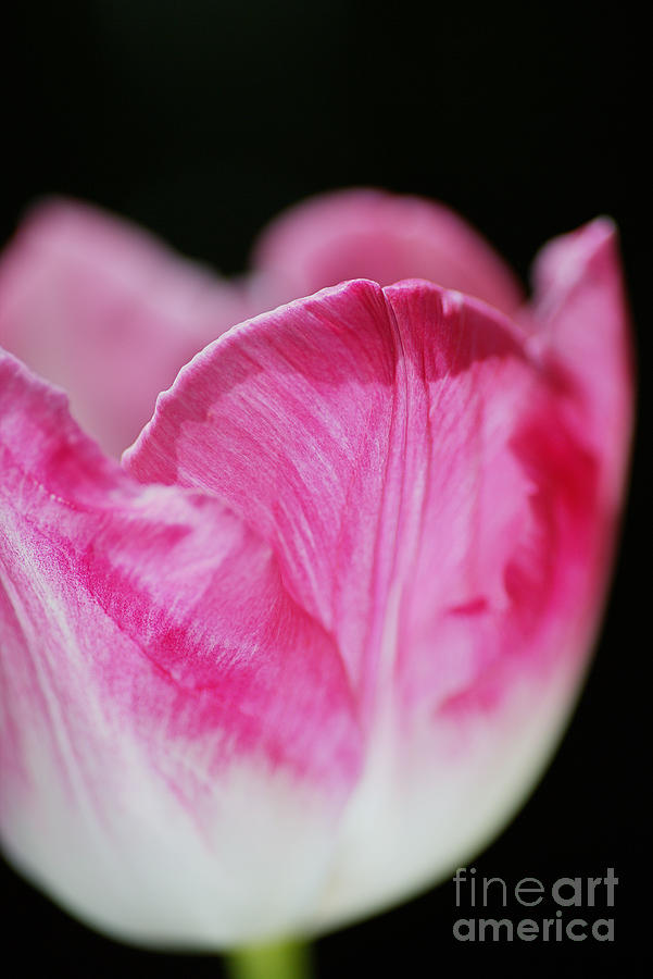 Tulip Cup Pink Soft White Photograph by Joy Watson