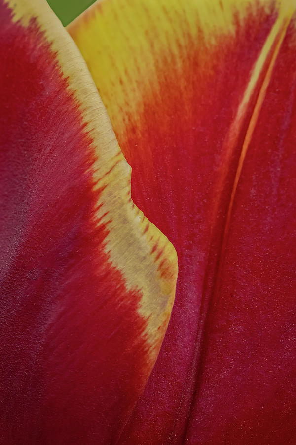 Tulip Curves Photograph by Susan Candelario