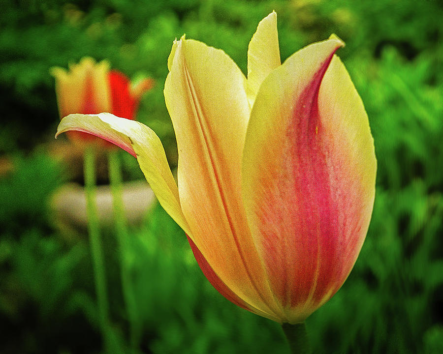Tulip Photograph by Dan Eskelson