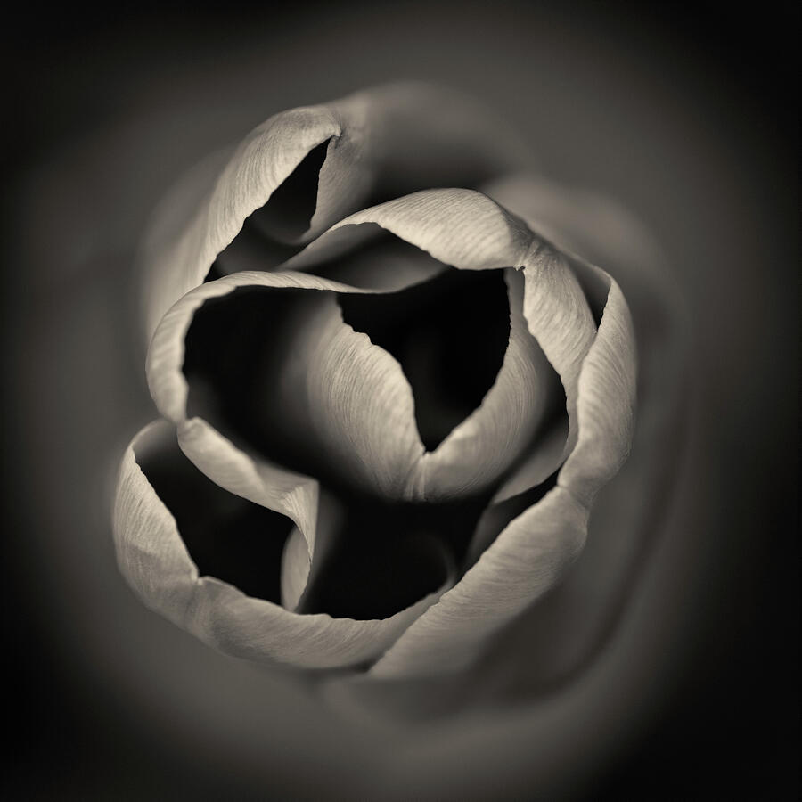 Tulip by Dave Bowman Tulip by Dave Bowman