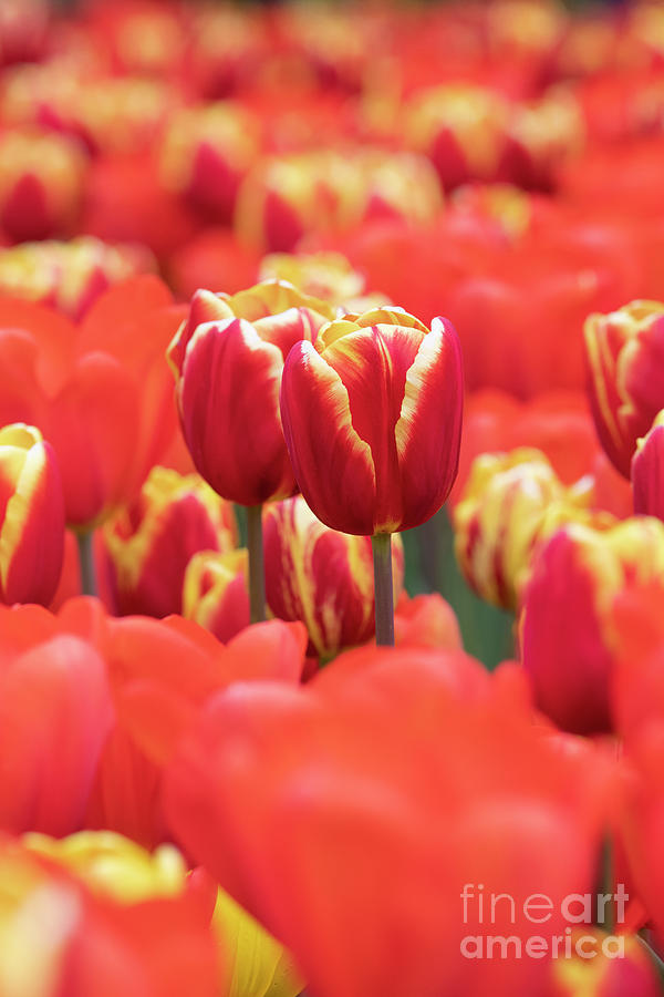 Tulip Demark Flowers Photograph by Tim Gainey