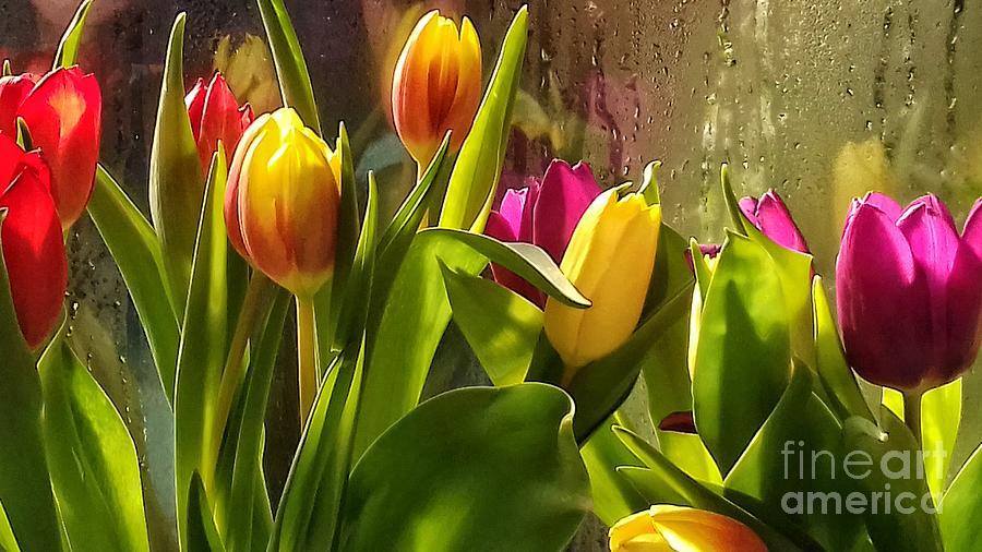 Tulip Display Photograph