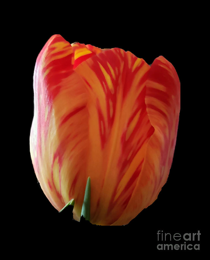Tulip  Photograph by Donna Brown