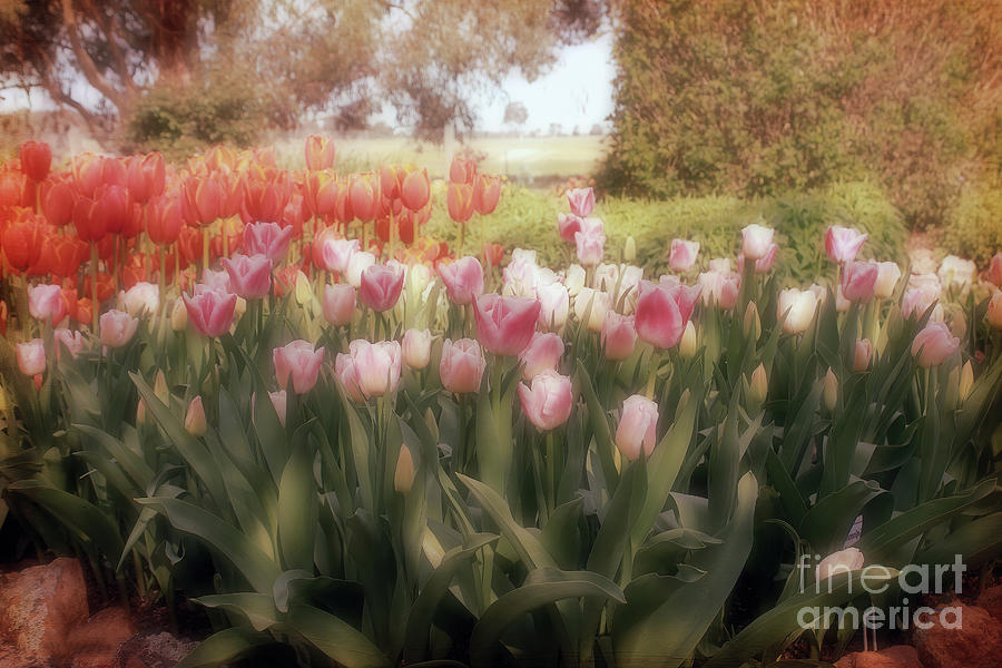 Tulip Dreams Photograph by Elaine Teague