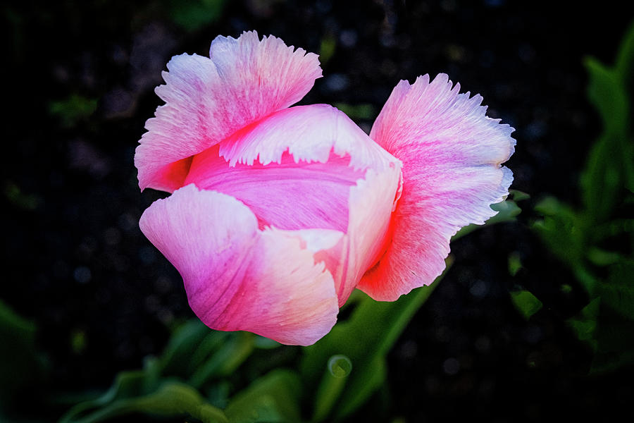 Tulip Emerging II Photograph by Tom Singleton
