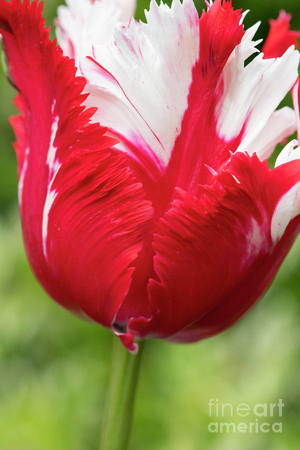 Tulip Estella Rynveld Flower Abstract Photograph by Tim Gainey