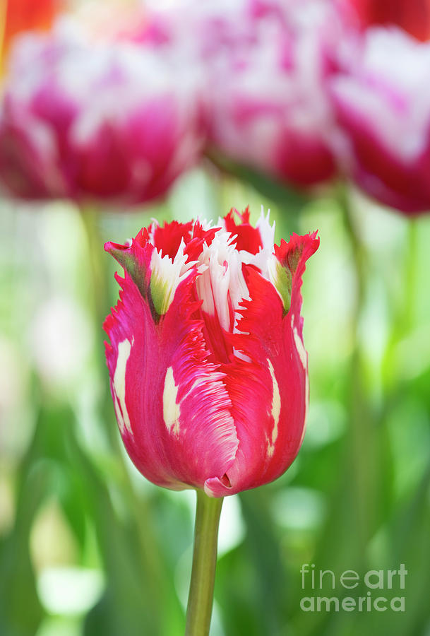 Tulip Estella Rynveld Photograph by Tim Gainey