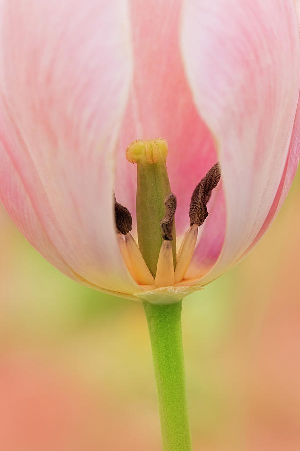 Tulip Exposure Photograph by Susan Candelario