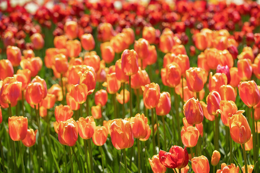 Tulip Festival Photograph By Aj Dahm - Fine Art America