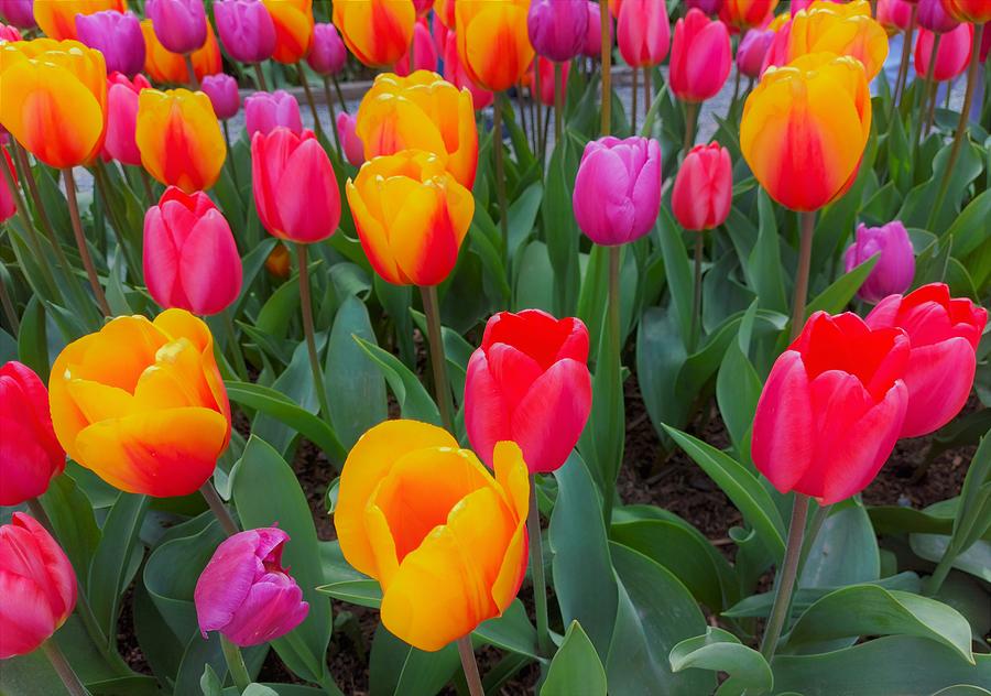 Tulip Festival Colorful Array Photograph